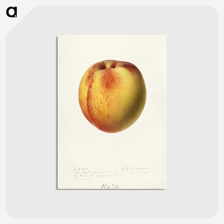 2-75_USDA-Watercolor-Fruit-Painting-Collection_postcard