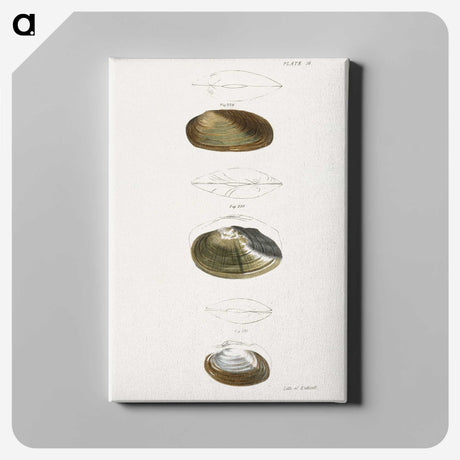 2-75_Zoology-of-New-York_canvas