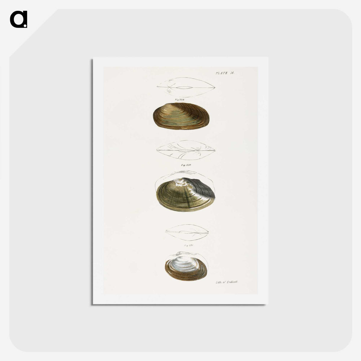 2-75_Zoology-of-New-York_hagaki