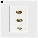 2-75_Zoology-of-New-York_hagaki