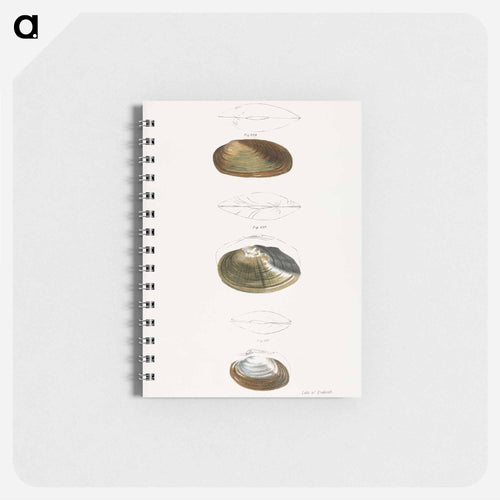 Anodon subcylindracea. Anodon ferussaciana. Anodon edentula. - ニューヨークの動物学 Memo.