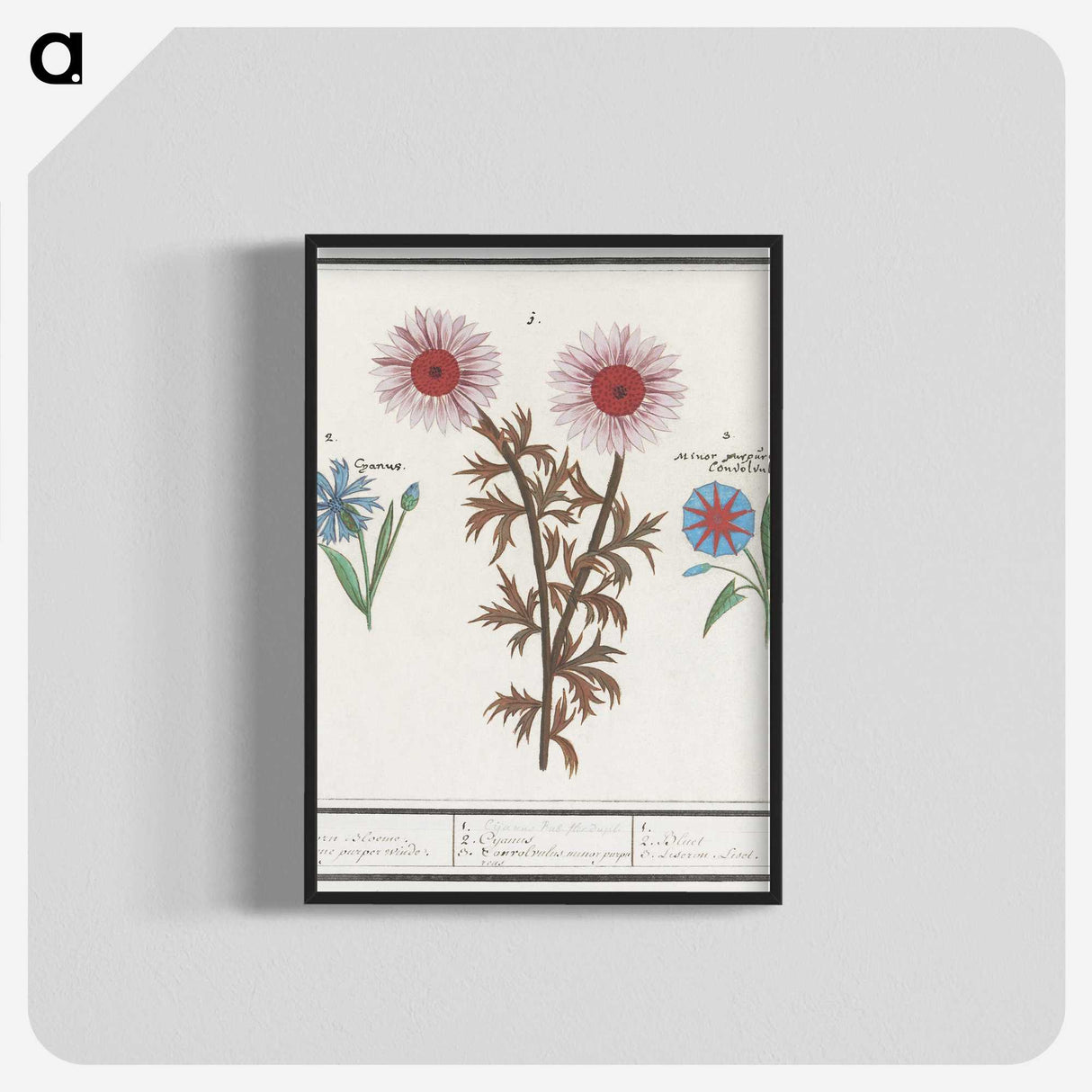 2-76_Anselmus-Boetius-de-Boodt_blk-crop