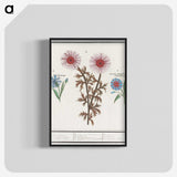 2-76_Anselmus-Boetius-de-Boodt_blk-crop