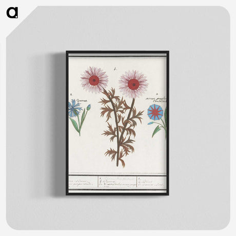 2-76_Anselmus-Boetius-de-Boodt_blk-crop