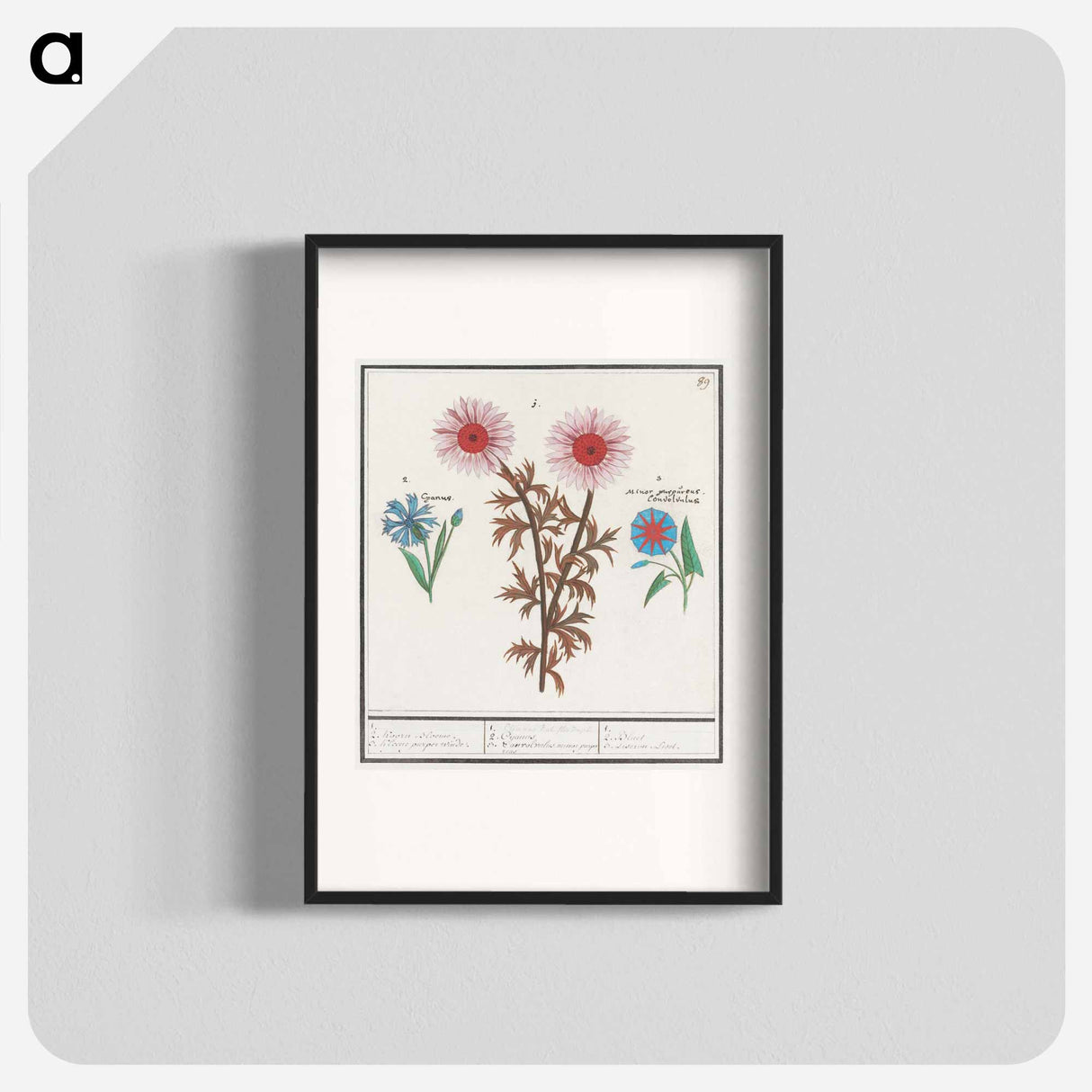 Unknown Flower, Cornflower, Centaurea cyanus and bindweed - アンセルムス ボエティウス デ ブート Poster.