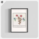 Unknown Flower, Cornflower, Centaurea cyanus and bindweed - アンセルムス ボエティウス デ ブート Poster.