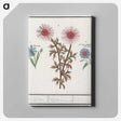 2-76_Anselmus-Boetius-de-Boodt_canvas