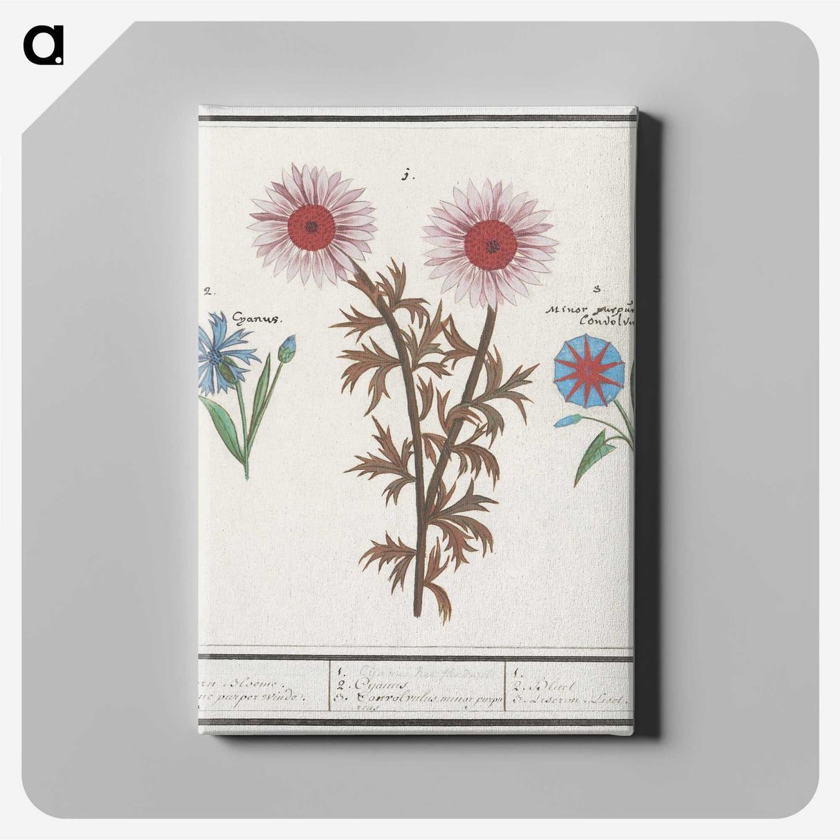 2-76_Anselmus-Boetius-de-Boodt_canvas