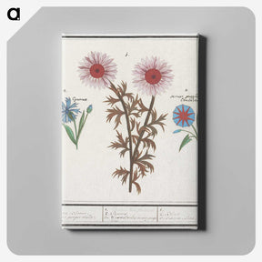 2-76_Anselmus-Boetius-de-Boodt_canvas