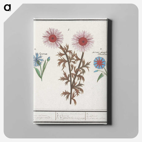 2-76_Anselmus-Boetius-de-Boodt_canvas