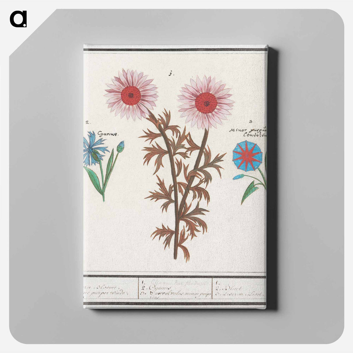 Unknown Flower, Cornflower, Centaurea cyanus and bindweed - アンセルムス ボエティウス デ ブート Canvas.