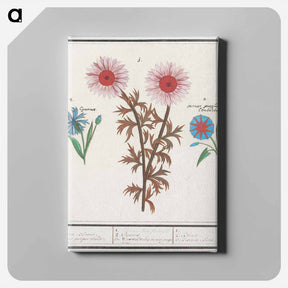 アートパネル-Unknown Flower, Cornflower, Centaurea cyanus and bindweed - アンセルムス ボエティウス デ ブート Canvas.