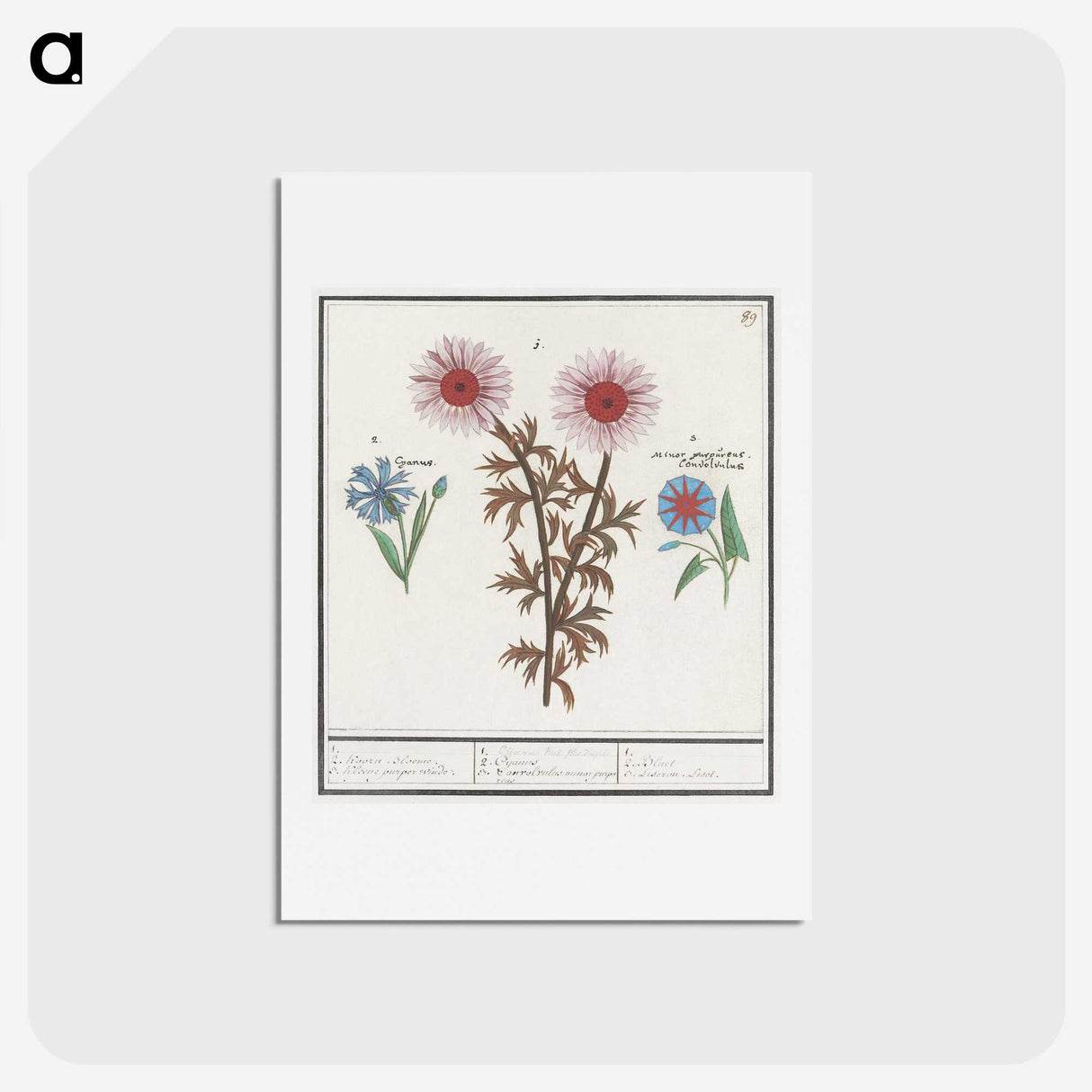 2-76_Anselmus-Boetius-de-Boodt_hagaki