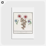 2-76_Anselmus-Boetius-de-Boodt_hagaki