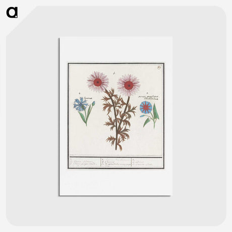 2-76_Anselmus-Boetius-de-Boodt_hagaki