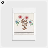 Unknown Flower, Cornflower, Centaurea cyanus and bindweed - アンセルムス ボエティウス デ ブート Postcard.