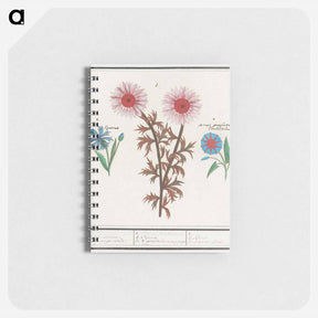 アートメモ帳-Unknown Flower, Cornflower, Centaurea cyanus and bindweed - アンセルムス ボエティウス デ ブート Memo.