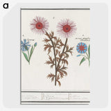 2-76_Anselmus-Boetius-de-Boodt_picture-crop