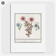 2-76_Anselmus-Boetius-de-Boodt_picture