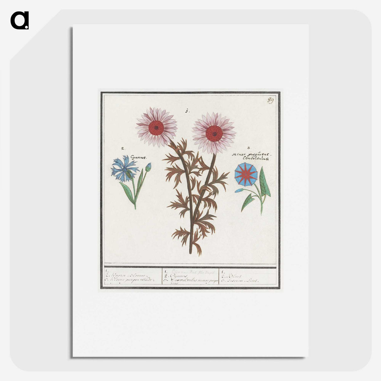 2-76_Anselmus-Boetius-de-Boodt_picture