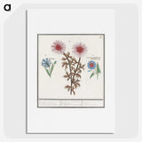 2-76_Anselmus-Boetius-de-Boodt_picture