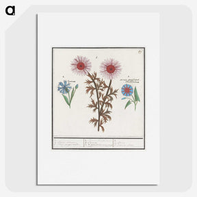 2-76_Anselmus-Boetius-de-Boodt_picture