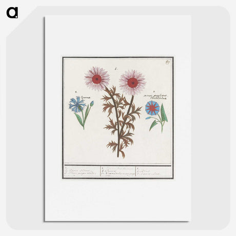 2-76_Anselmus-Boetius-de-Boodt_picture