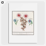 Unknown Flower, Cornflower, Centaurea cyanus and bindweed - アンセルムス ボエティウス デ ブート Poster.