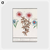 Unknown Flower, Cornflower, Centaurea cyanus and bindweed - アンセルムス ボエティウス デ ブート Postcard.