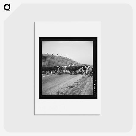 2-76_Dorothea-Lange_hagaki
