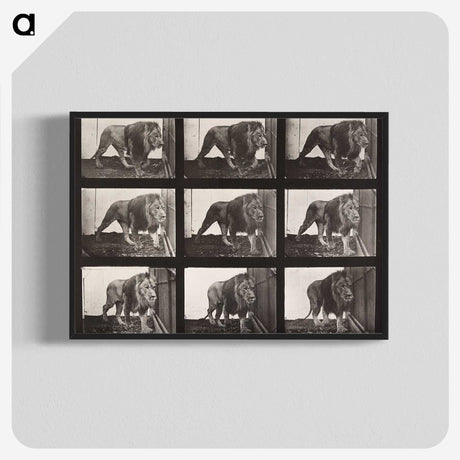 2-76_Eadweard-Muybridge_blk-crop