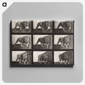 2-76_Eadweard-Muybridge_canvas