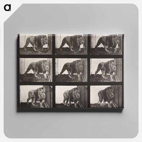 アートパネル-Animal Locomotion Plate 721
 - エドワード マイブリッジ Canvas.