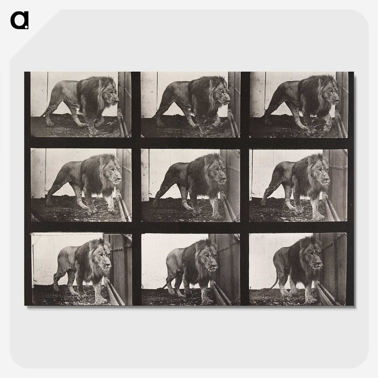 2-76_Eadweard-Muybridge_picture-crop