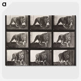2-76_Eadweard-Muybridge_picture-crop
