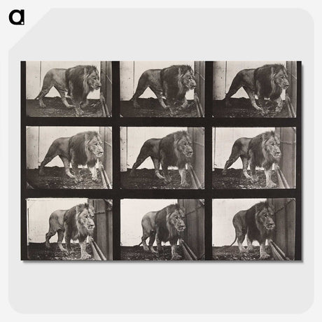 2-76_Eadweard-Muybridge_picture-crop