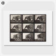 2-76_Eadweard-Muybridge_picture