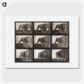 2-76_Eadweard-Muybridge_picture