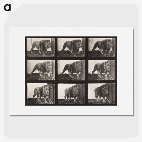 2-76_Eadweard-Muybridge_picture