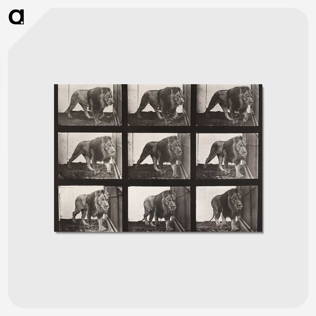 2-76_Eadweard-Muybridge_postcard