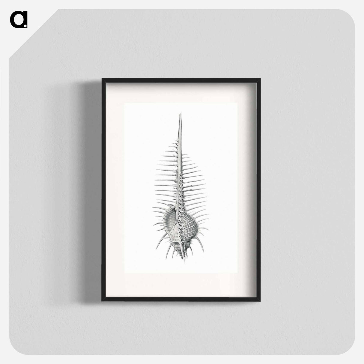 Vintage shell marine life illustration - エルンスト ヘッケル Poster.