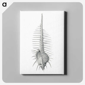 2-76_Ernst-Haeckel_canvas