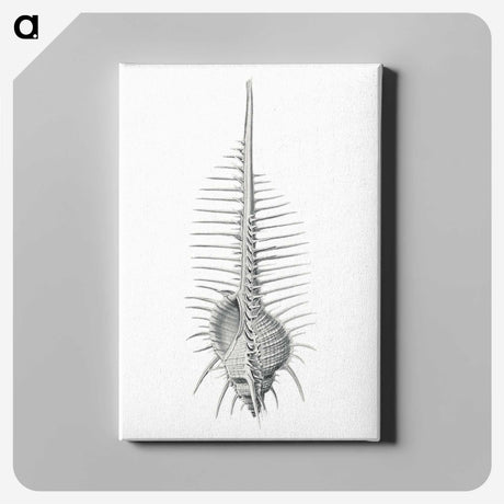 2-76_Ernst-Haeckel_canvas