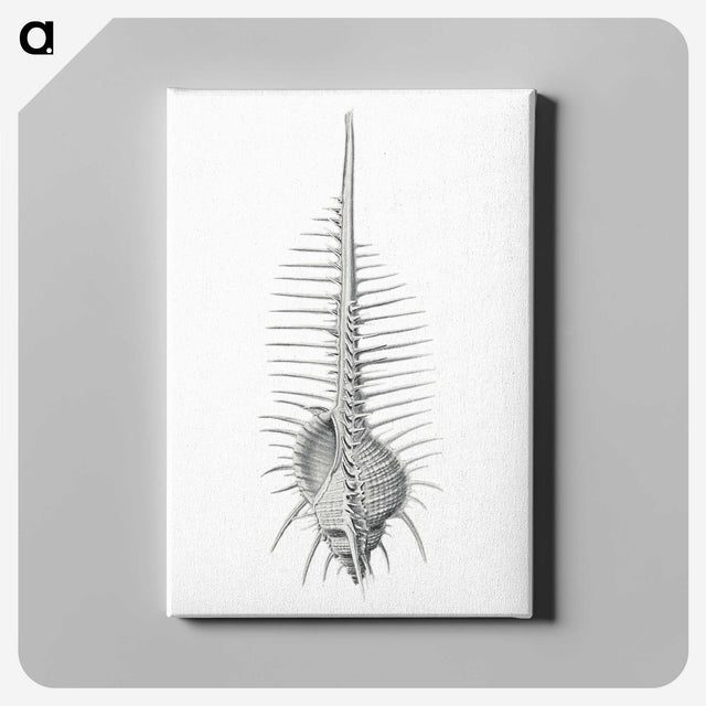 2-76_Ernst-Haeckel_canvas