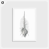 アートポストカード-Vintage shell marine life illustration - エルンスト ヘッケル Postcard.