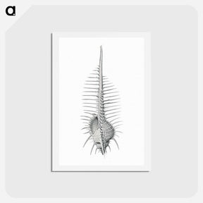 アートポストカード-Vintage shell marine life illustration - エルンスト ヘッケル Postcard.