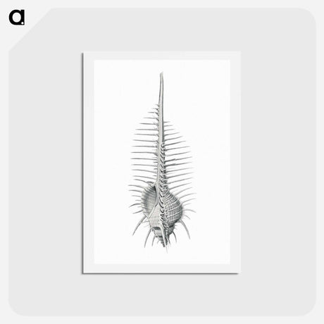 アートポストカード-Vintage shell marine life illustration - エルンスト ヘッケル Postcard.