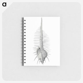 2-76_Ernst-Haeckel_memo
