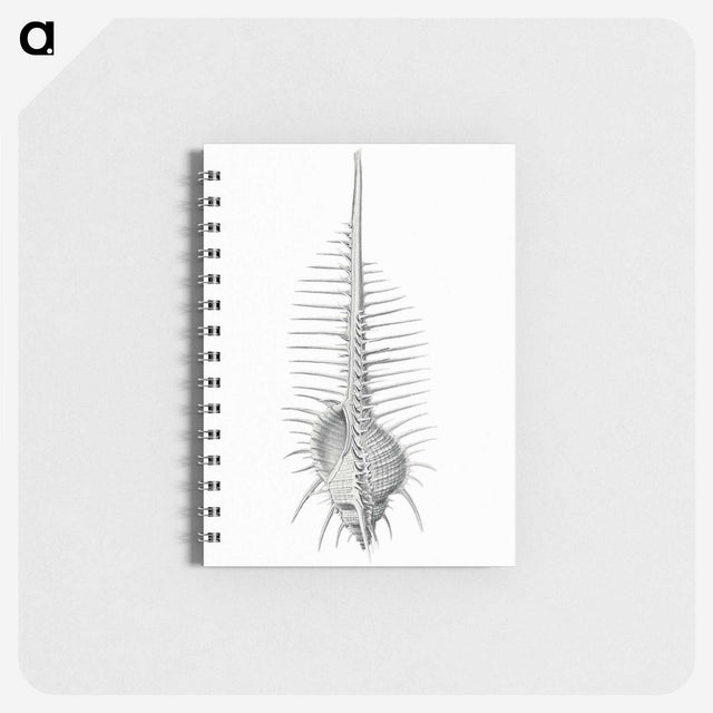 2-76_Ernst-Haeckel_memo