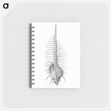 アートメモ帳-Vintage shell marine life illustration - エルンスト ヘッケル Memo.